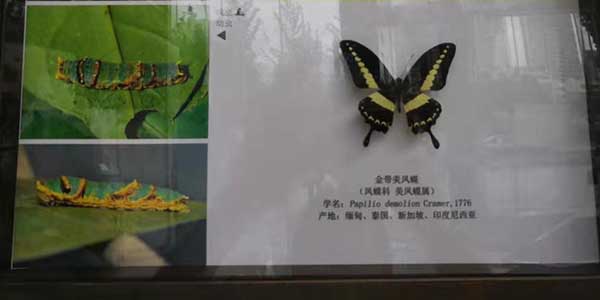 蝴蝶引发的人生思索-香蕉APP下载视频气动工具